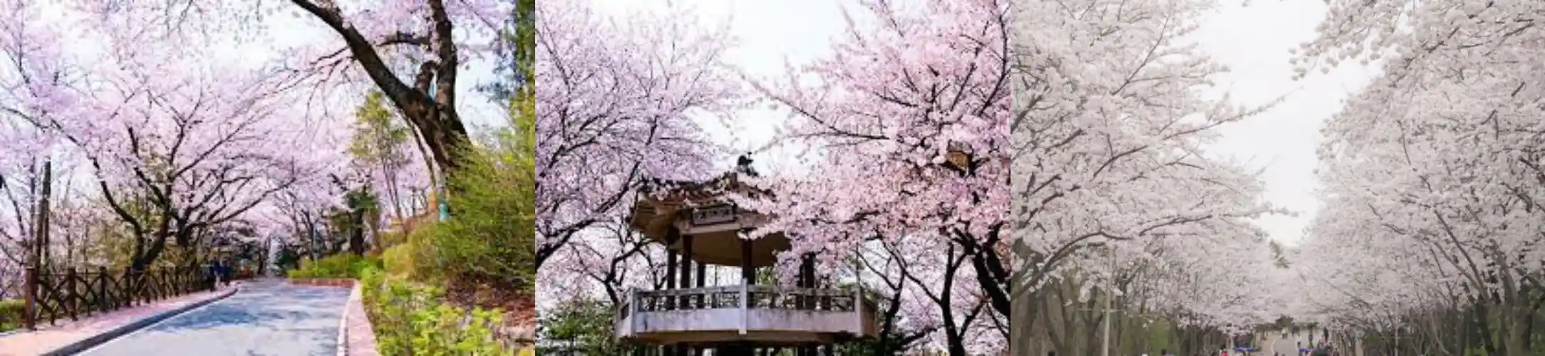 수봉공원 벚꽃 사진