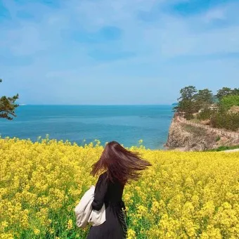 부안 수성당 유채꽃 히든스팟 개화시기_25