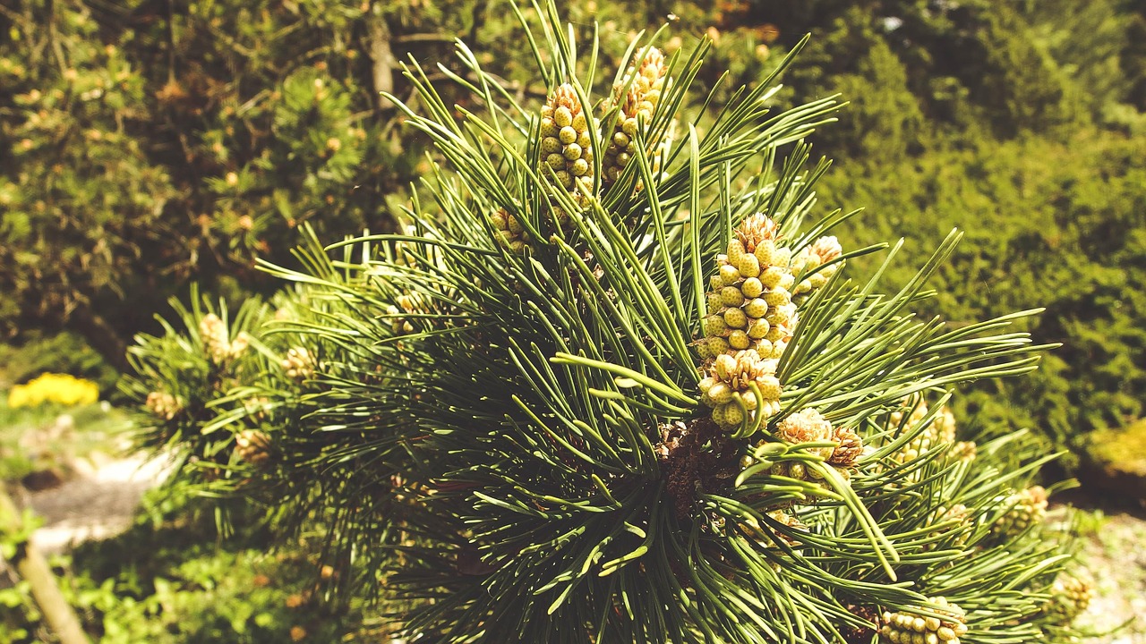 국립수목원 사전 예약