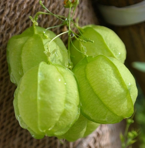 가을에 피는 꽃 풍선덩굴