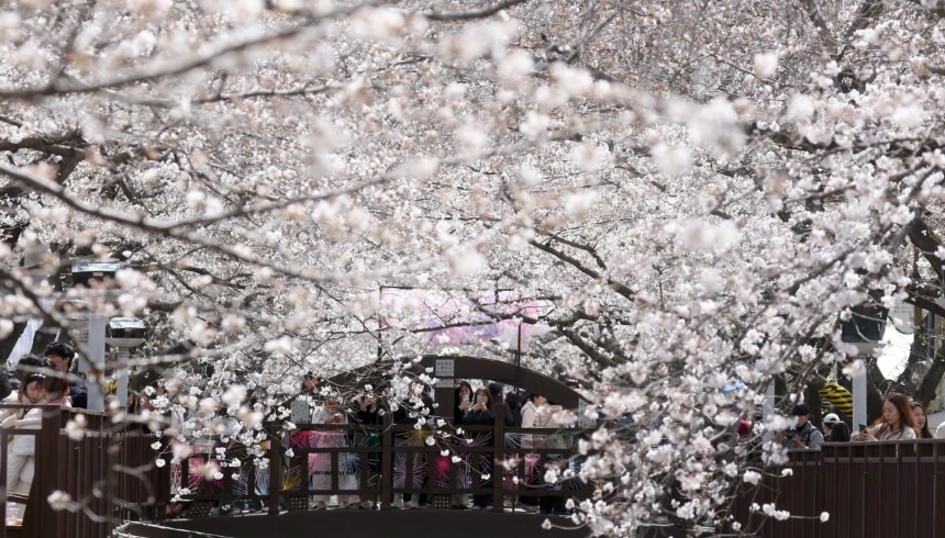 벚꽃 지는 시기 총정리: 지역별 벚꽃 엔딩 일정과 마지막 즐기는 꿀팁!