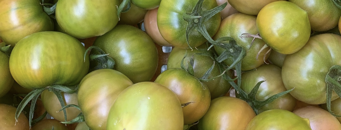 짭짤이토마토 3