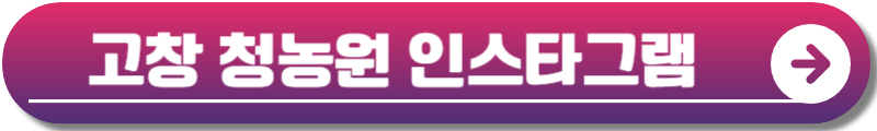 고창 청농원 라벤더시즌