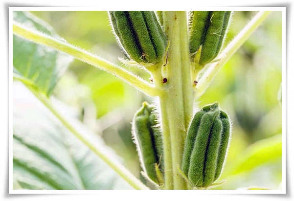 텃밭 "5월, 참깨 심으세요!" 향긋한 꼬소함이 톡톡, 텃밭에서 직접 키우기!