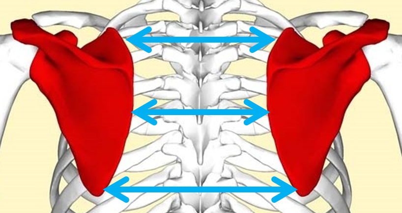 상체 프레임 커지는 법