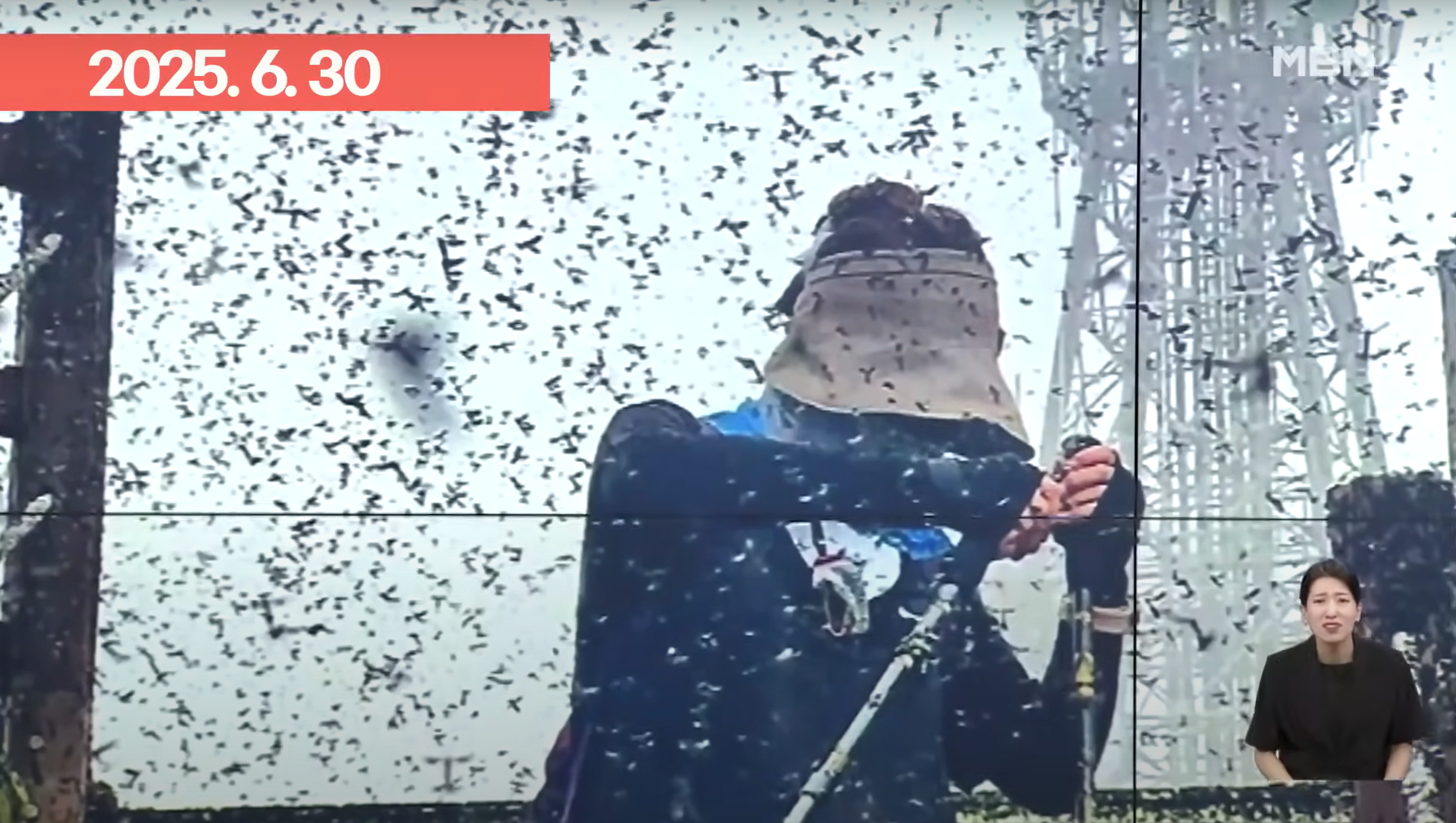 러브버그 퇴치법 총정리(출몰시기, 퇴치제, 수명)