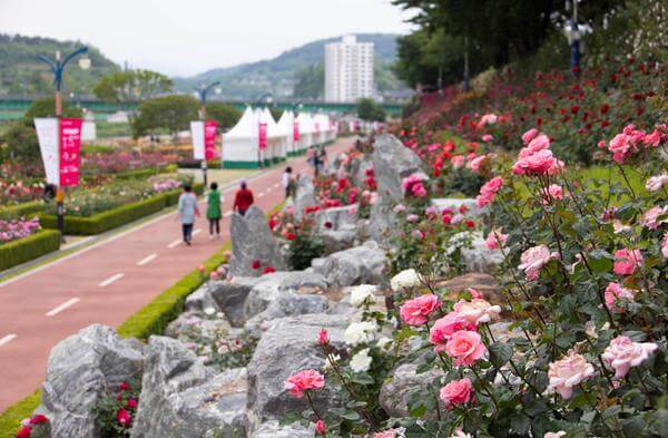 2025삼척장미축제
