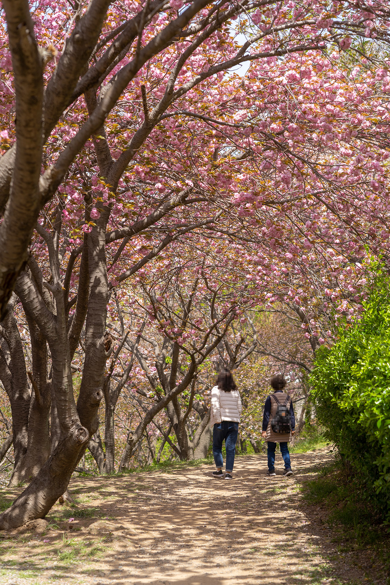 들꽃나무뜰 겹벚꽃 터널