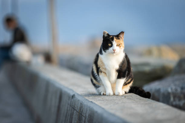 고양이 비만이 위험한 이유
