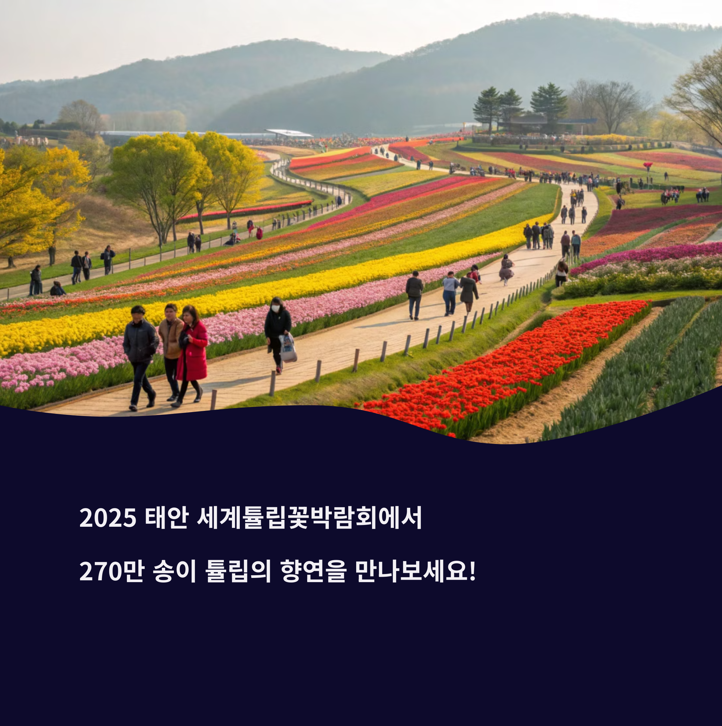 튜우립이 만개한 축제 현장