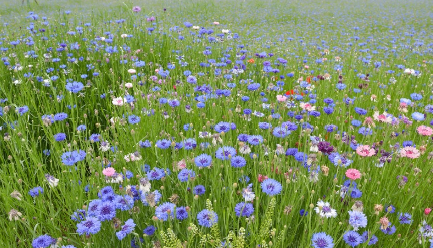 고령 어북실 수레국화 명소, 인생샷 명당과 개화시기 총정리!