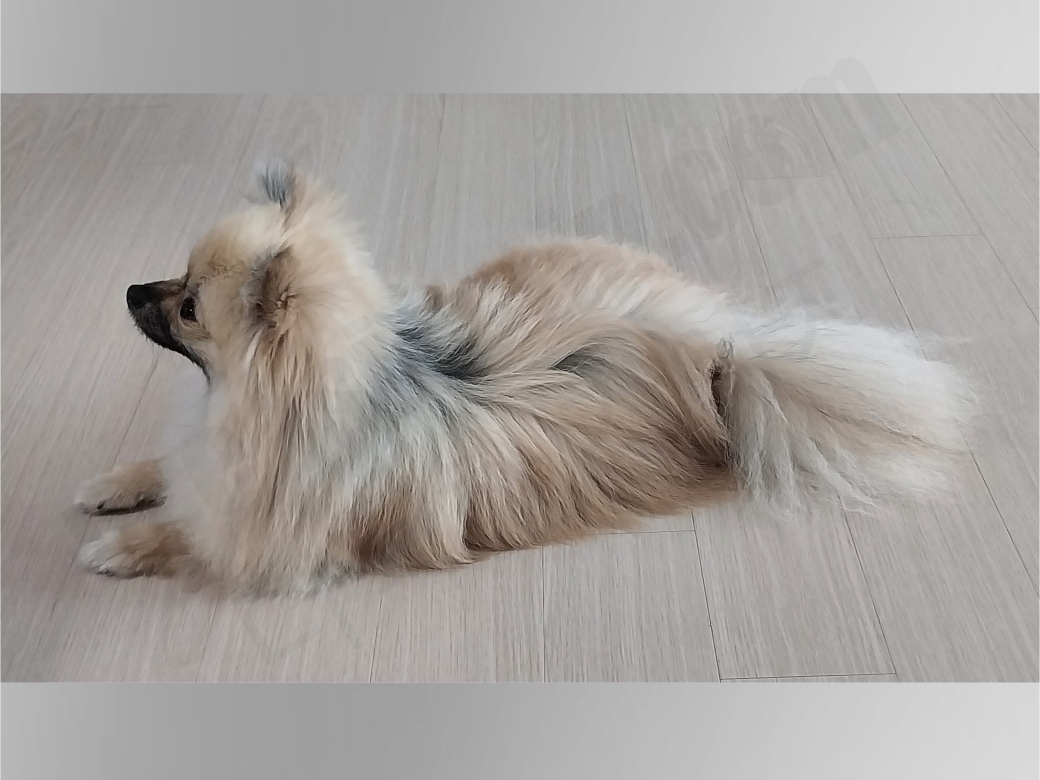 여름 포메라니안 털