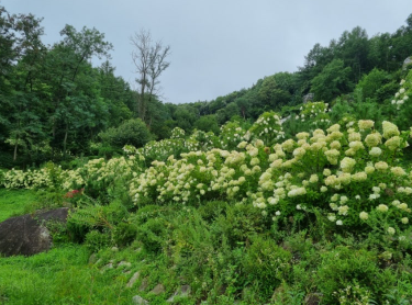 강원권 수국명소 추천 7곳, 여름 여행지로 꼭 가봐야 할 인생샷 스폿 총정리