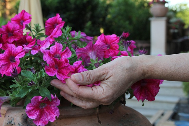 마노르블랑 수국축제