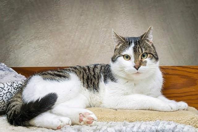 고양이 헤어볼 식욕부진