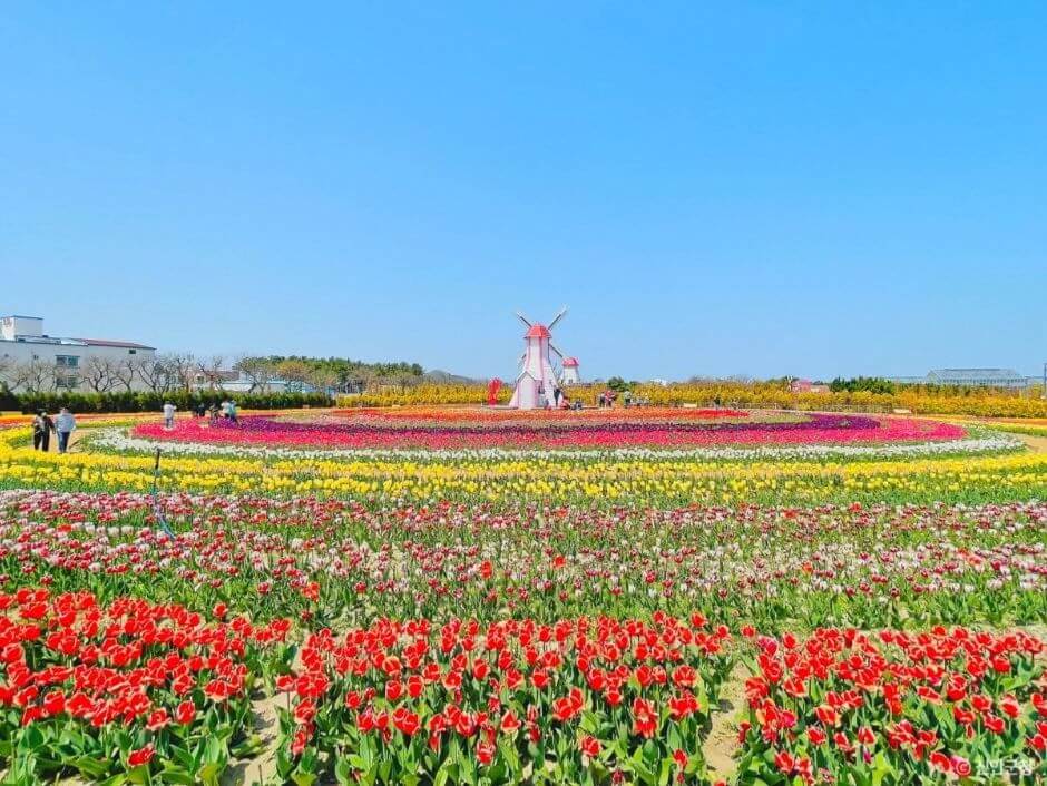 임자도 튤립축제 기간·입장료 총정리
