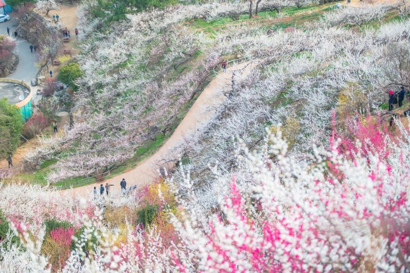 3월 봄꽃 축제 하는곳 봄꽃 여행지