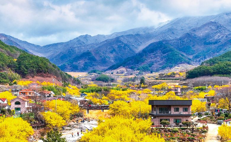 2024 구례 산수유꽃축제