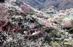 2025 광양매화축제 일정, 맛집, 먹거리 총정리