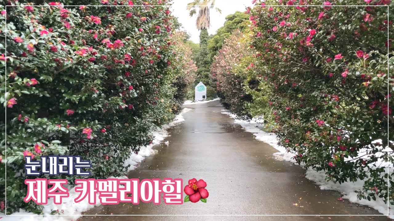 제주 카멜리아힐