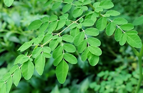 모링가잎 효능, 부작용, 먹는방법