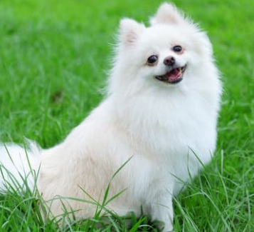 강아지 귀여운 사진 보는 순간 심쿵! 하루 스트레스 풀리는 힐링 모음집