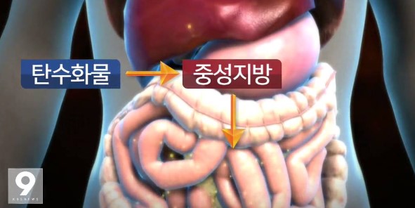 인체 모형의 그림에 사람의 장기가 그려져 있고 중성지방과 탄수화물이 표시되어 있다.