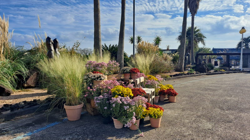 제주여행_여미지식물원