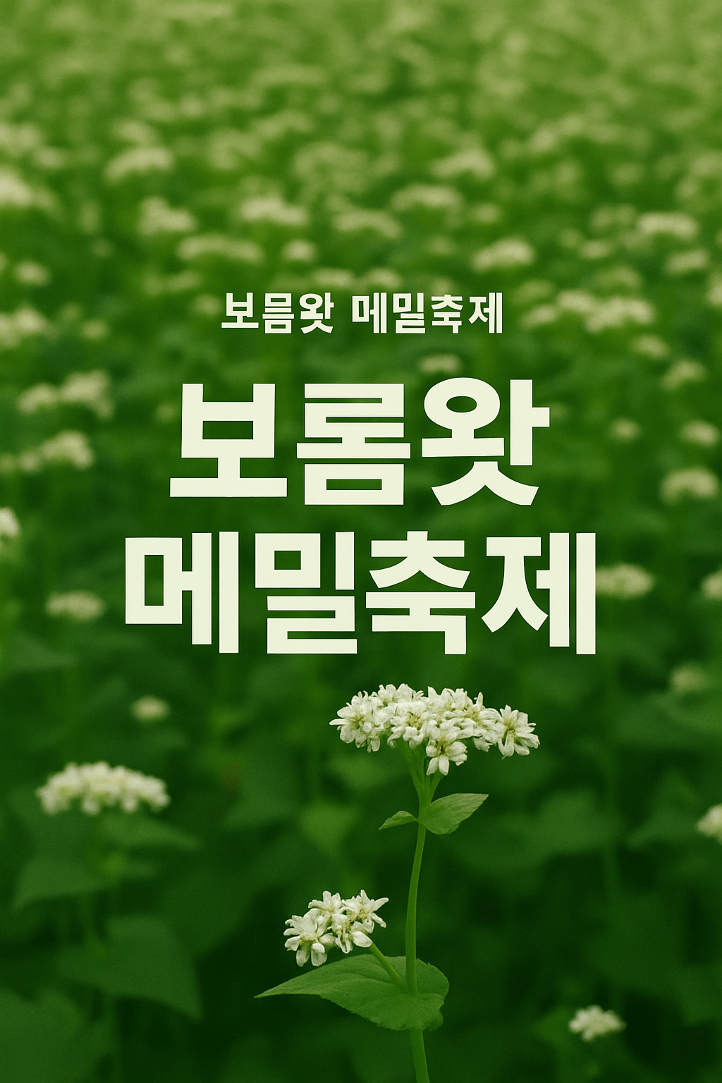 보롬왓 메밀축제