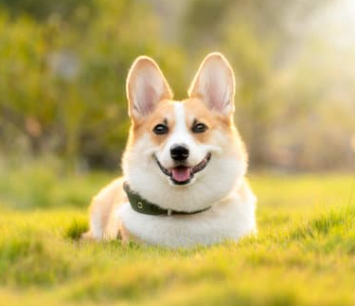 강아지 나이 계산법