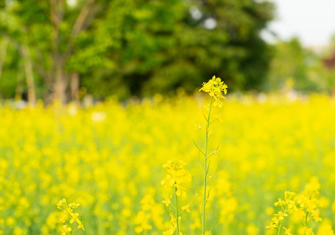2024 구리 유채꽃 축제