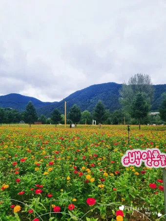 자라섬 꽃 페스타 2025 행사일정 관람 포인트 완전 정리_24