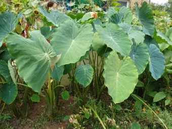 토란 심는시기 재배법 파종시기_7