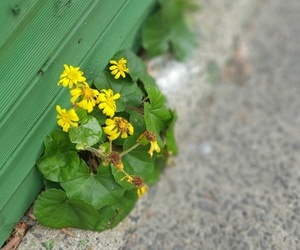 겨울에 피는 꽃 털머위