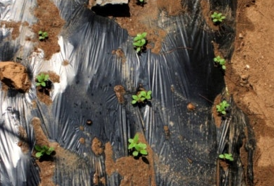 참깨 수확시기 방법 남부 중부 지방 물주기 파종 베는시기 총정리3
