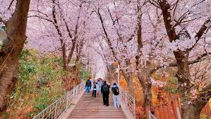 서울 벚꽃 명소