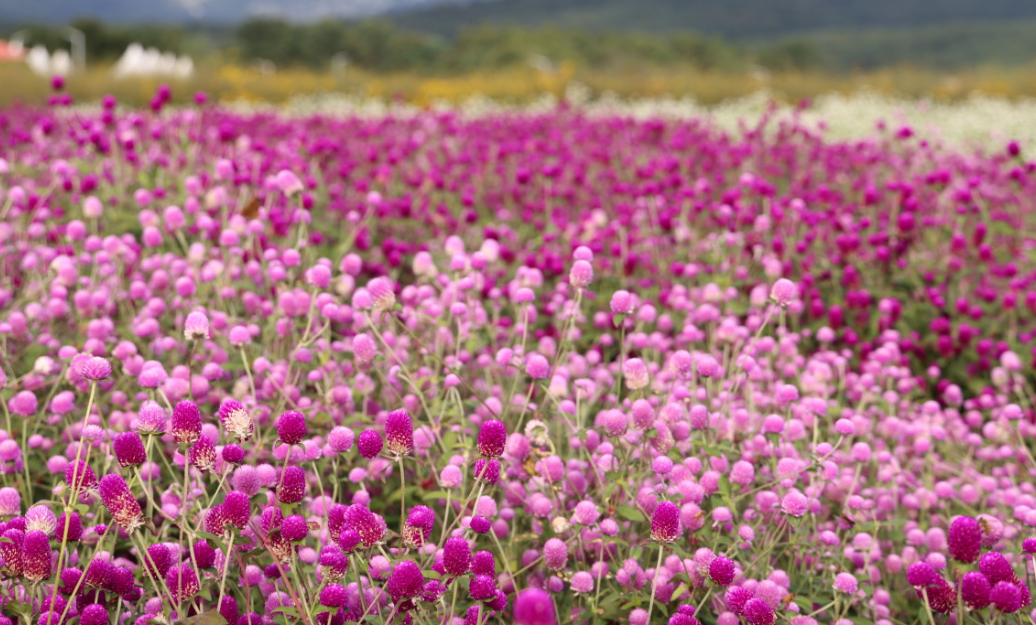 양주 가을꽃 축제