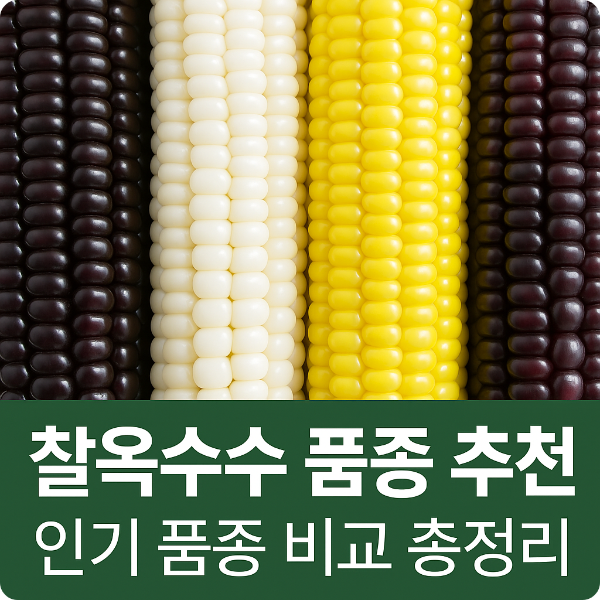 찰옥수수란? 일반 옥수수와의 차이점
