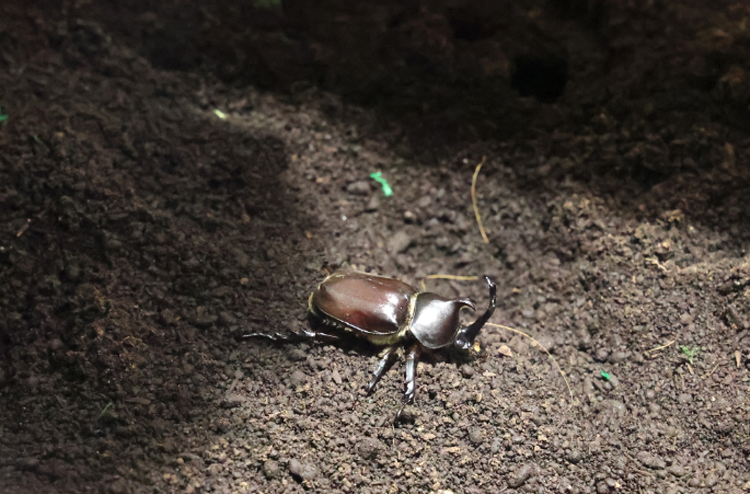 국립과천과학관