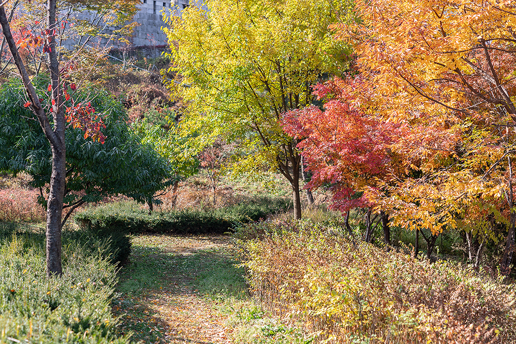 혜화문
성북동
한양도성길
백악구간
서울여행
서울단풍
가을단풍
단풍
성벽
와룡공원