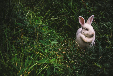 희귀 동물의 서식지와 보호 활동 (서식지, 환경, 파괴)