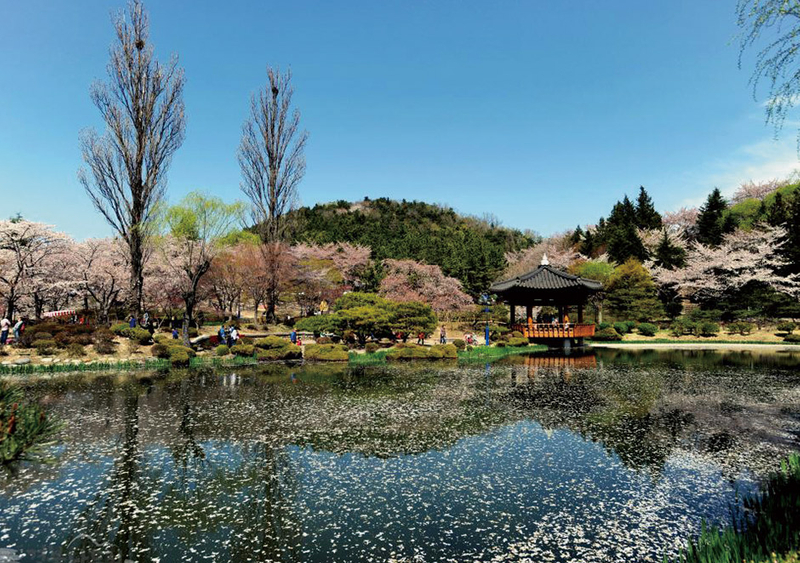 2025년 대한민국 벚꽃 명소 BEST 10 ❘ 전국 벚꽃 여행 추천