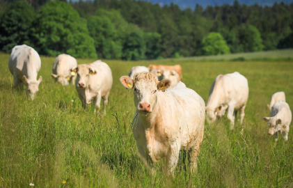 2025년 7월 소띠(생년별) 운세