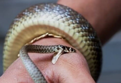 뱀에-물렸을때-응급처치