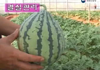 모종 고르는 법 줄기 굵기 잎색 뿌리상태 병해 흔적 확인_28