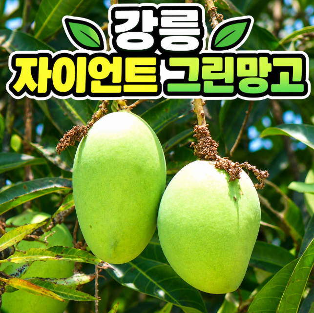 6시 내고향 강릉 자이언트 그린망고 어디서 사나? 망고조아 구매 문의&middot;국산 망고 정리