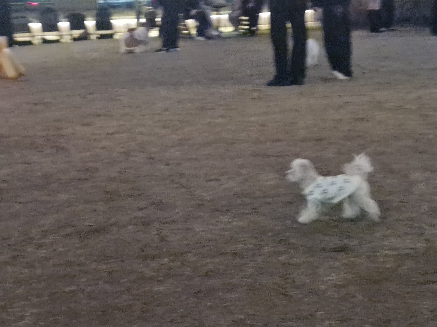 10살 이상 노령견 눈 건강 화식 식단 후기