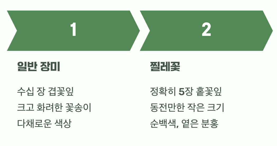 결정적 차이 1: 왕비와 시골 소녀