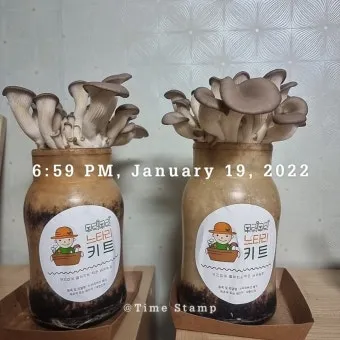느타리버섯 재배 배지 수분 온도 관리 초보 성공_12