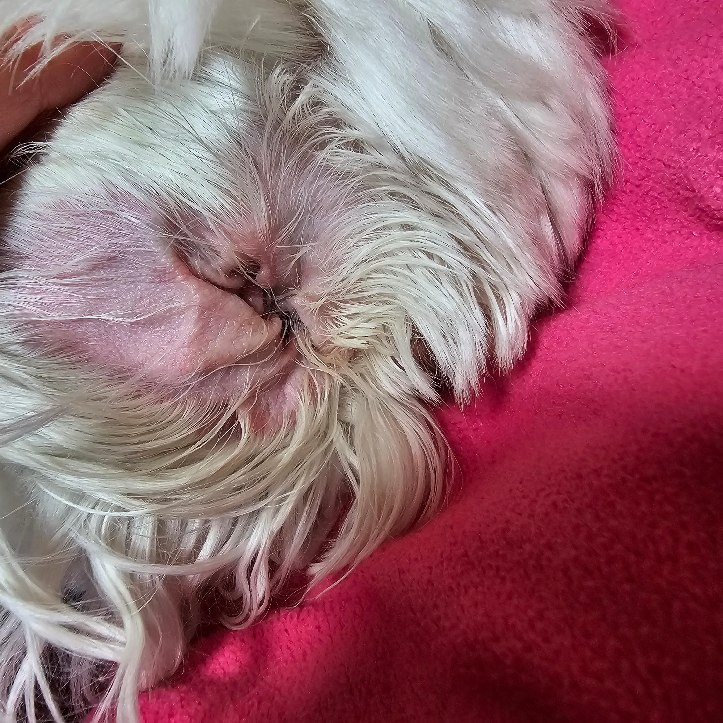 반려견 귀 건강을 위한 방법